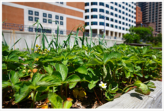 Urban Farming